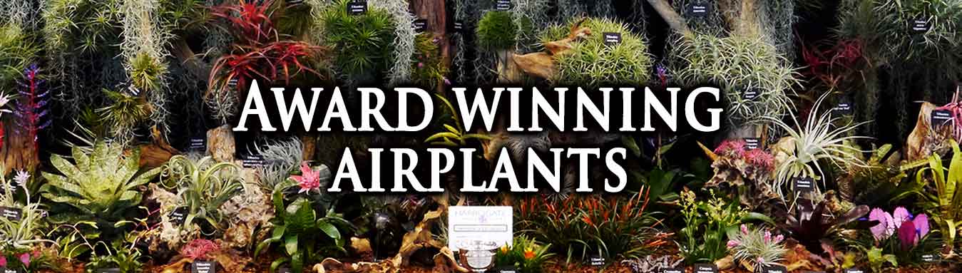 Award Winning Air Plants Tillandsia from Crafty Plants