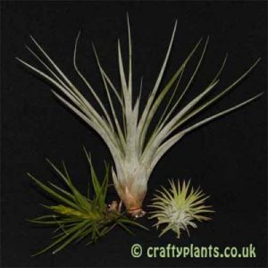 Beginners airplant pack – 3 easy to care for plants