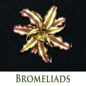 Bromeliads