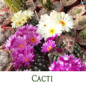 Cacti