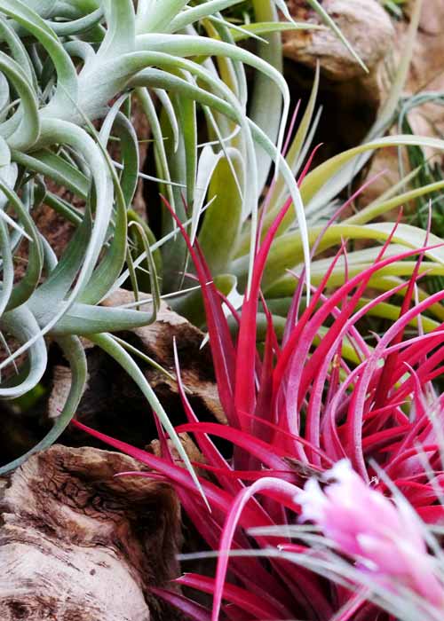 CraftyPlants Air Plant Nursery
