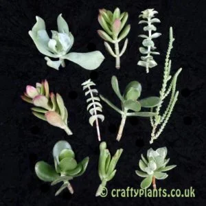 Succulent cuttings pack – Crassula cuttings 10 pack