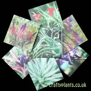 Air plant greeting cards – pack of 5 assorted designs