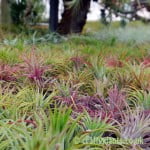 Tillandsia ionantha Rubra at CraftyPlants