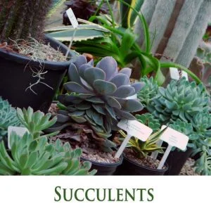 Succulents