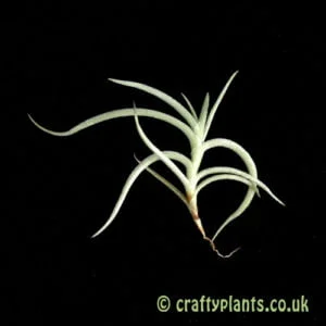 Tillandsia retorta