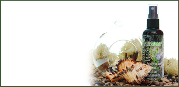 Accessories for Air Plants